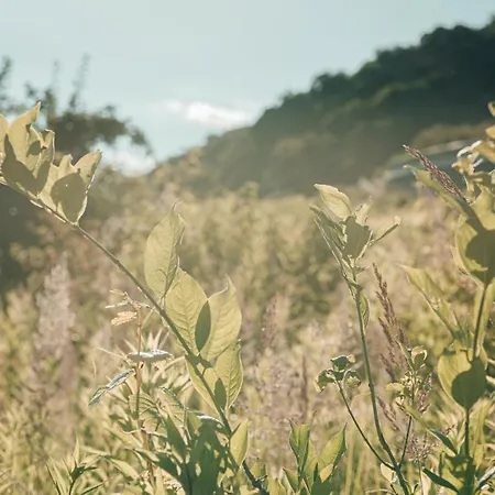 Mosel - Design-ferienhaeuser In - Direkt Am Weinberg Pommern