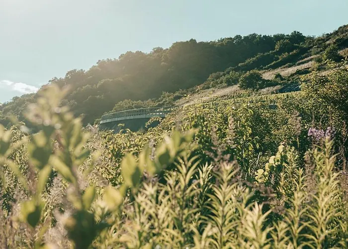 Mosel - Design-ferienhaeuser In - Direkt Am Weinberg Casa de Férias *